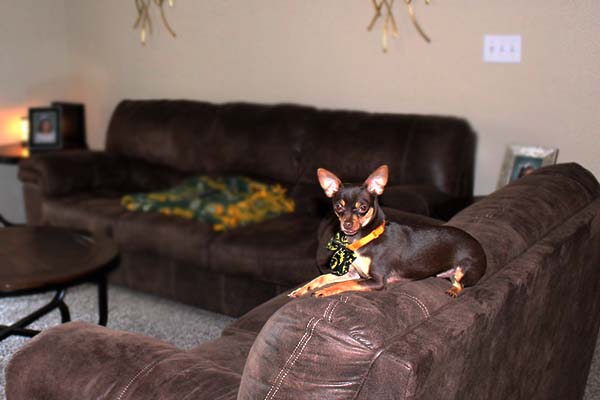 blog - operation-homefront-rent-free-apartments-grand-opening-wounded-veteran-housing-san-antonio-IMG_dog1